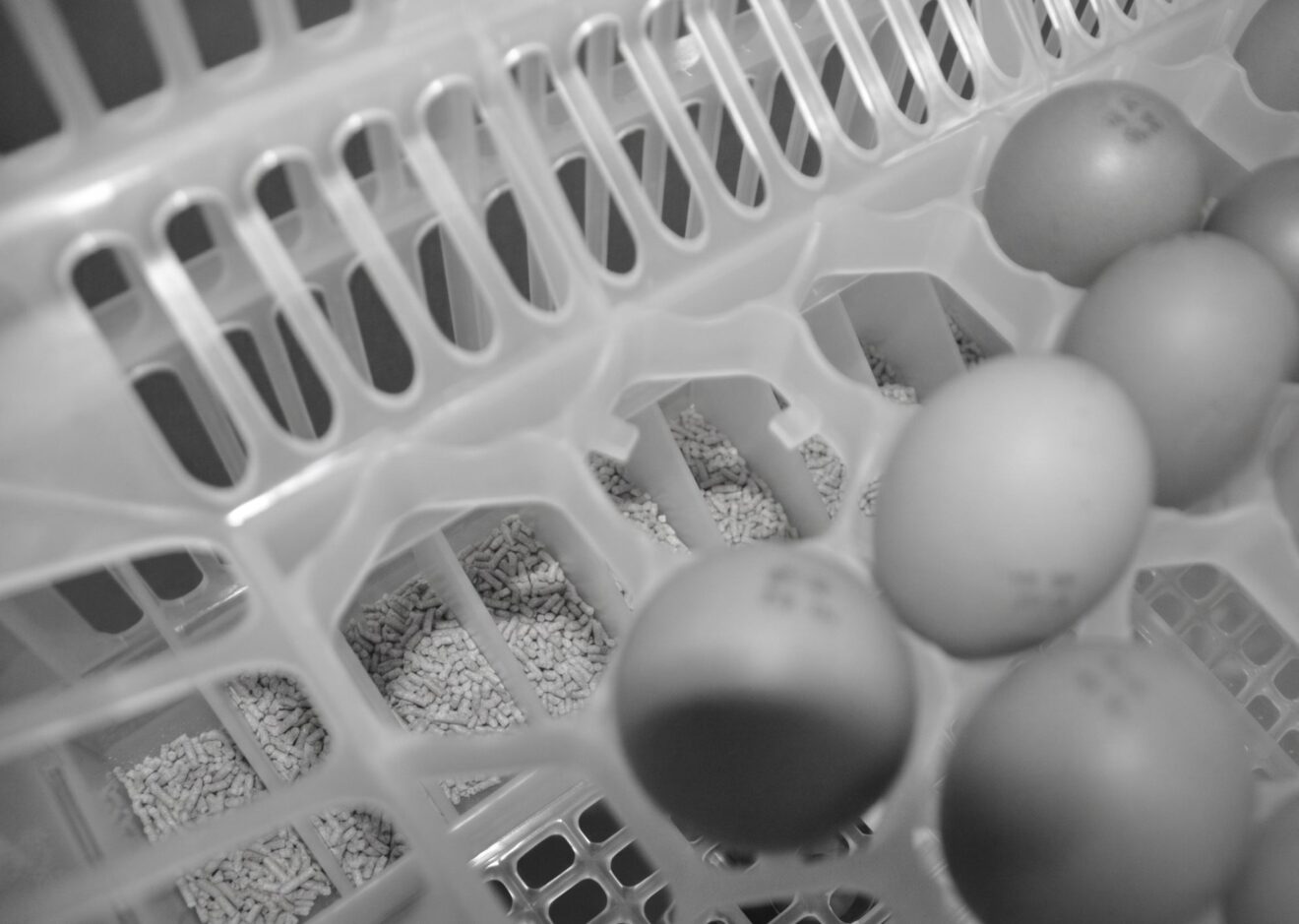 In 2014 we were also able to see the practical application of the concept of feeding the chick at minute 1 after hatching with HatchTech’s hatching trays that incorporated feed and water.