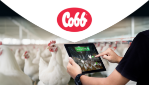 Cobb | Celebrating 40 Years of Global Progress at VIV Europe with Focus on Innovation and the Future